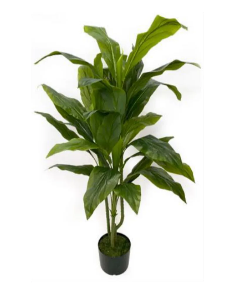Cordyline, Green plant, 48 inch / 122 cm, in a pot