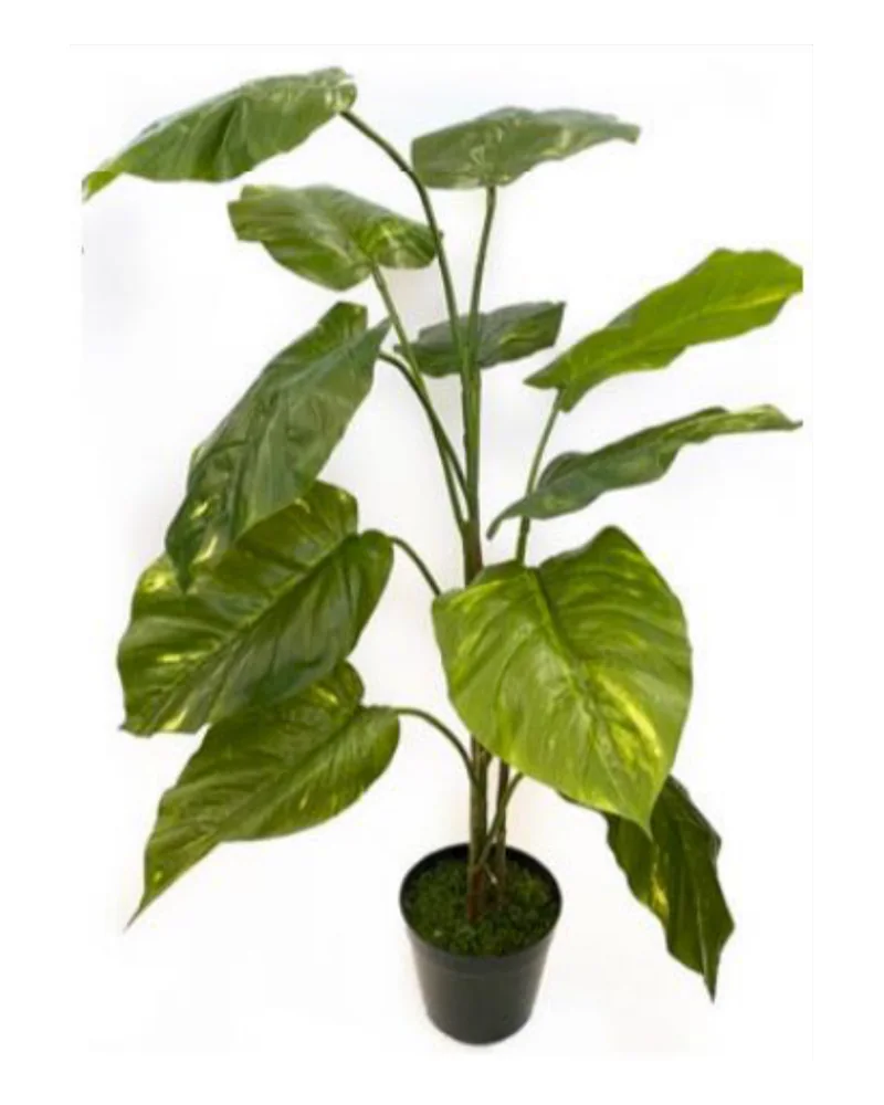 Pothos Plant plant, 42 inch, in a pot