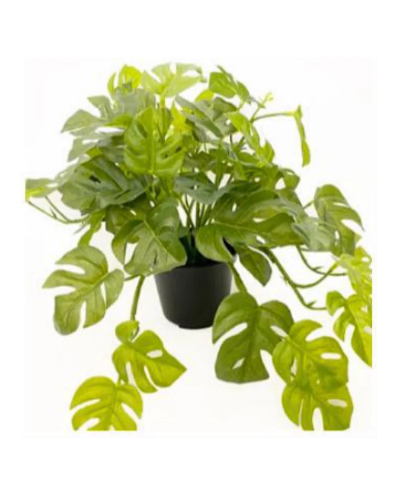 Split Philo Hanging Bush plant, 10 inch, in a pot