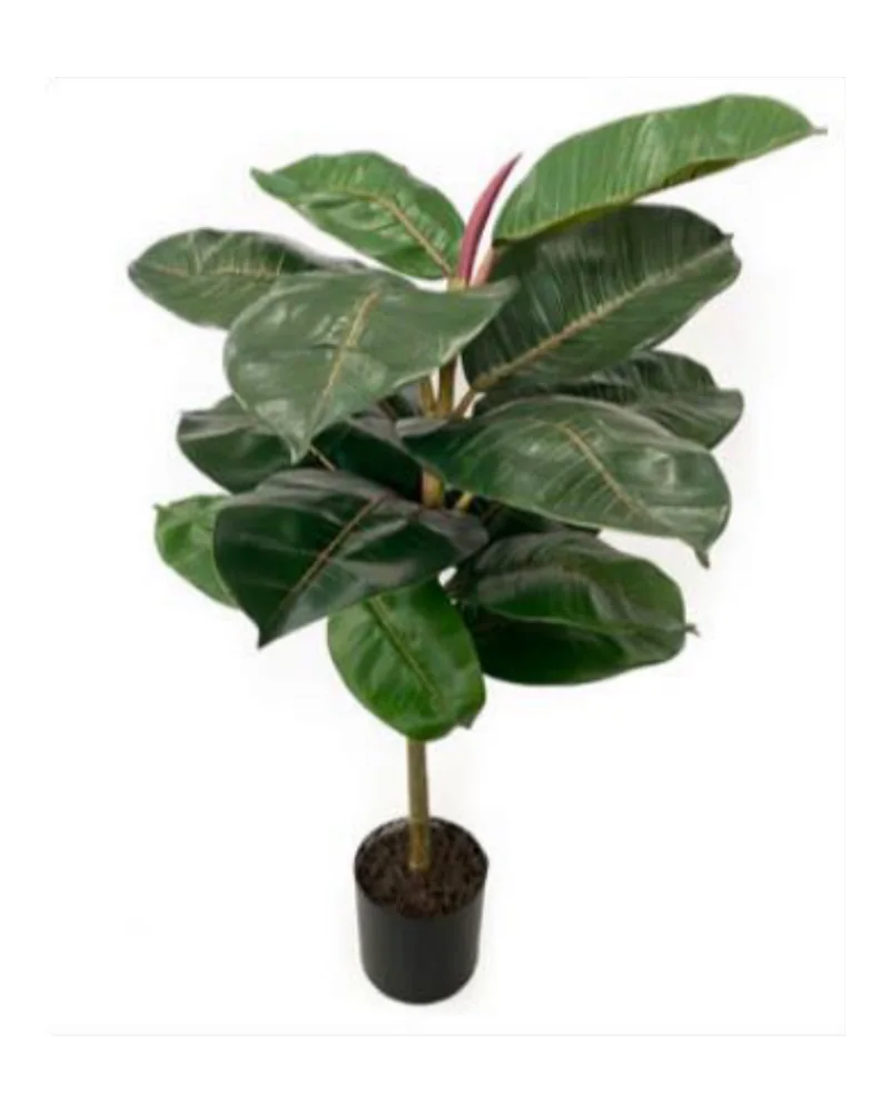 Rubber Tree plant, 31 inch / 79 cm, in a pot