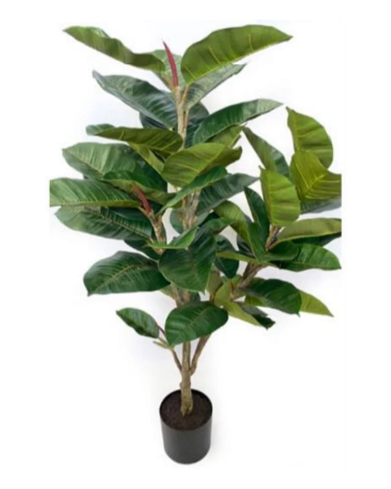 Rubber Tree plant, 54 inch / 134 cm, in a pot