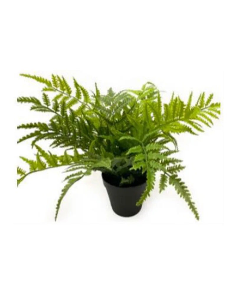 Sword Fern plant, 16 inch / 40 cm, in a pot