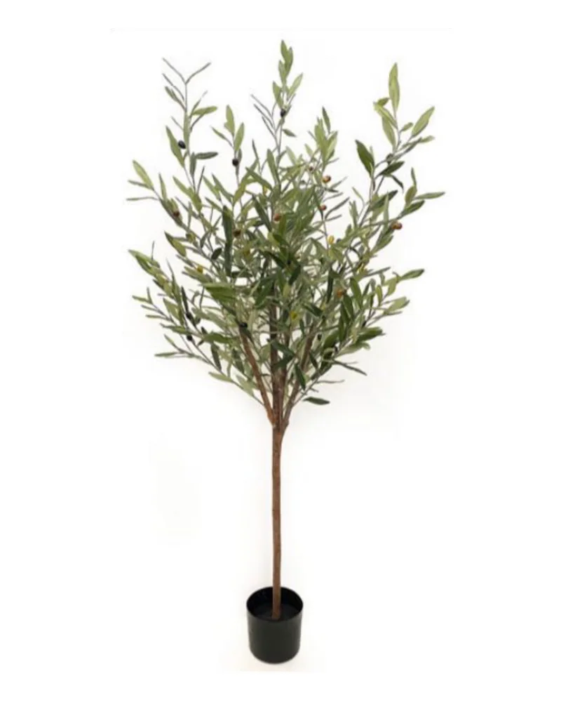 Olive Tree plant, 150 cm, in a pot