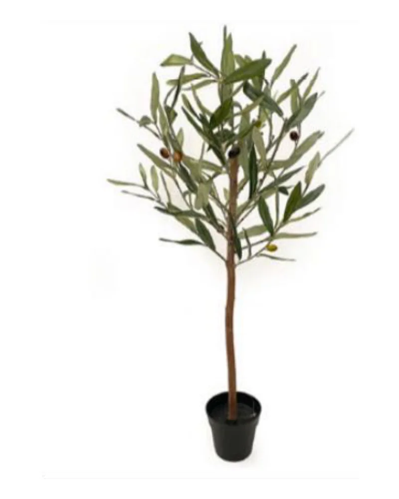 Olive Tree plant, 73 cm, in a pot