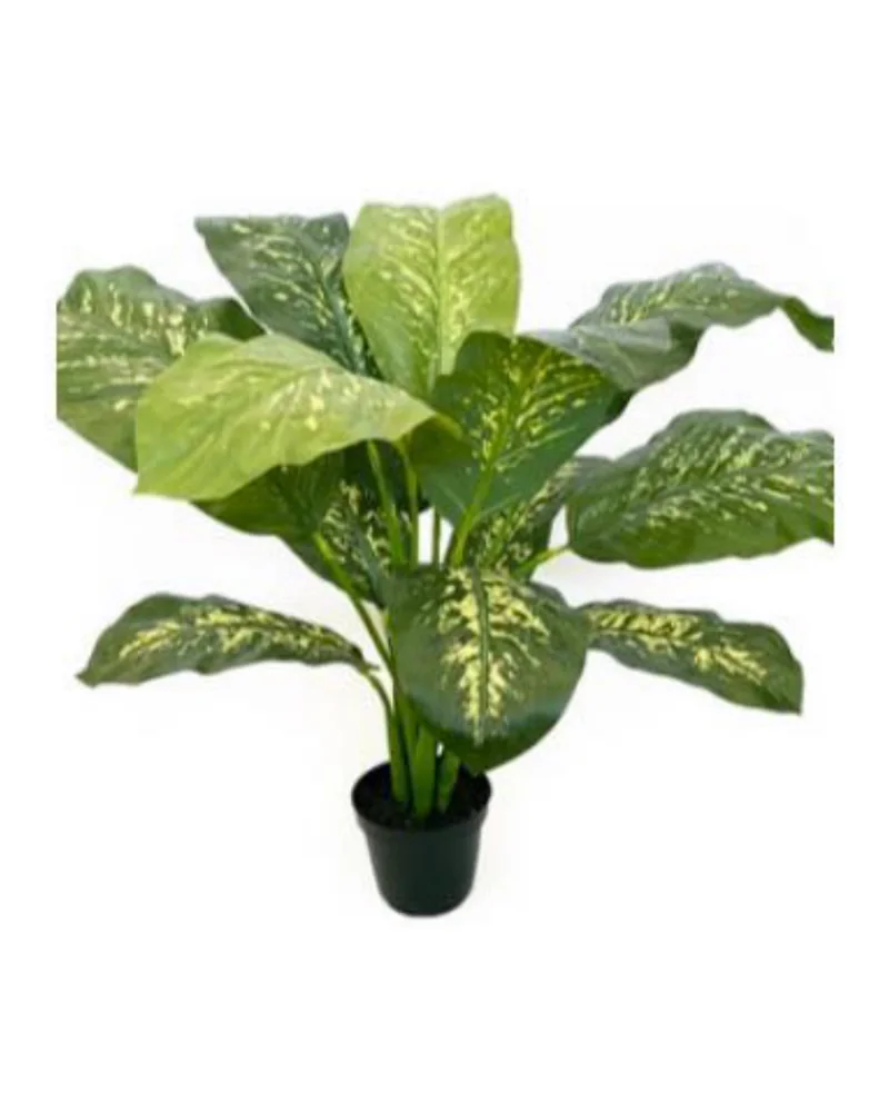 Diffenbachia plant, 25 inch / 64 cm, in a pot