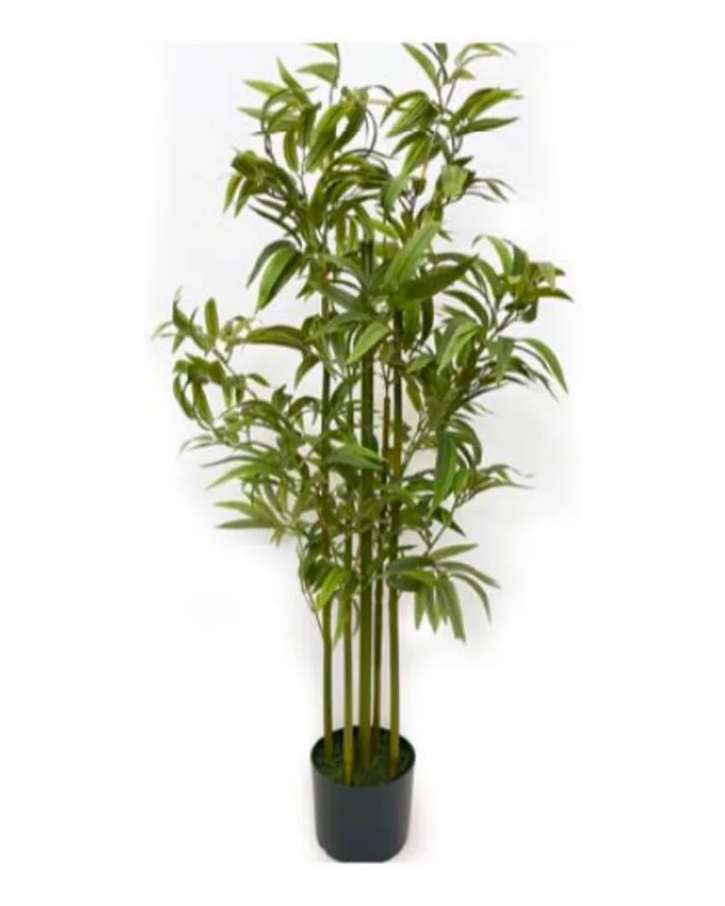 Bamboo Plant plant, 40 inch / 102 cm, in a pot