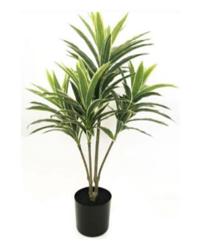 Dracaena plant, 26 inch / 66 cm, in a pot