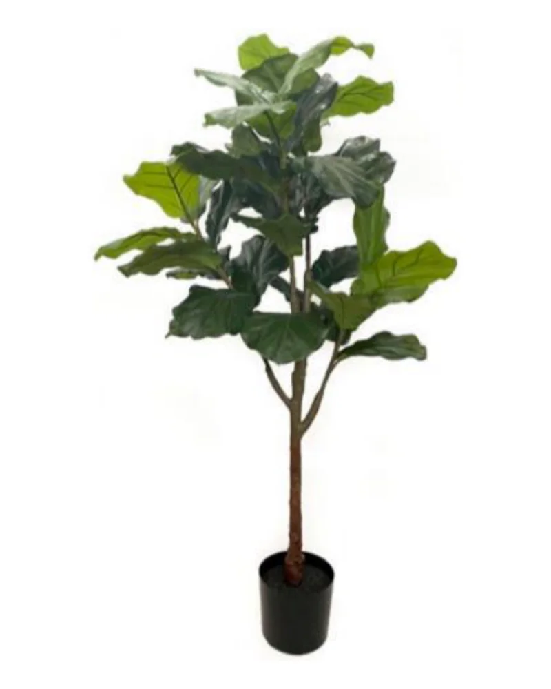 Fiddlewood Tree plant, 5 ft / 156 cm, in a pot