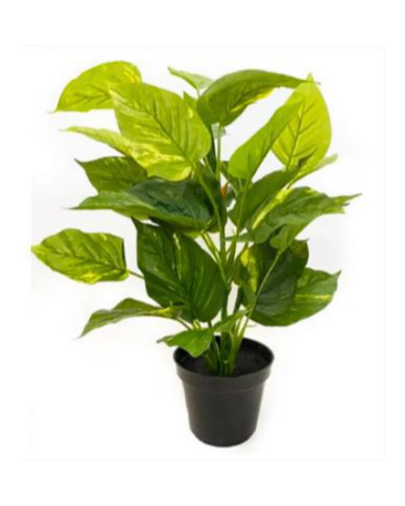 Pothos Plant plant, 21 inch, in a pot