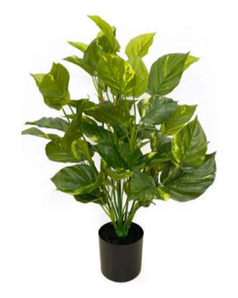 Pothos Plant plant, 24 inch, in a pot