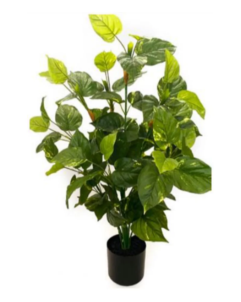 Pothos Plant plant, 36 inch / 92 cm, in a pot