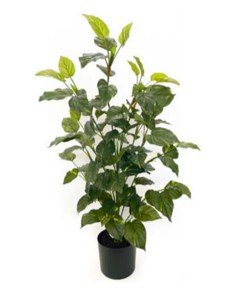 Pothos Plant plant, 36 inch / 92 cm, in a pot