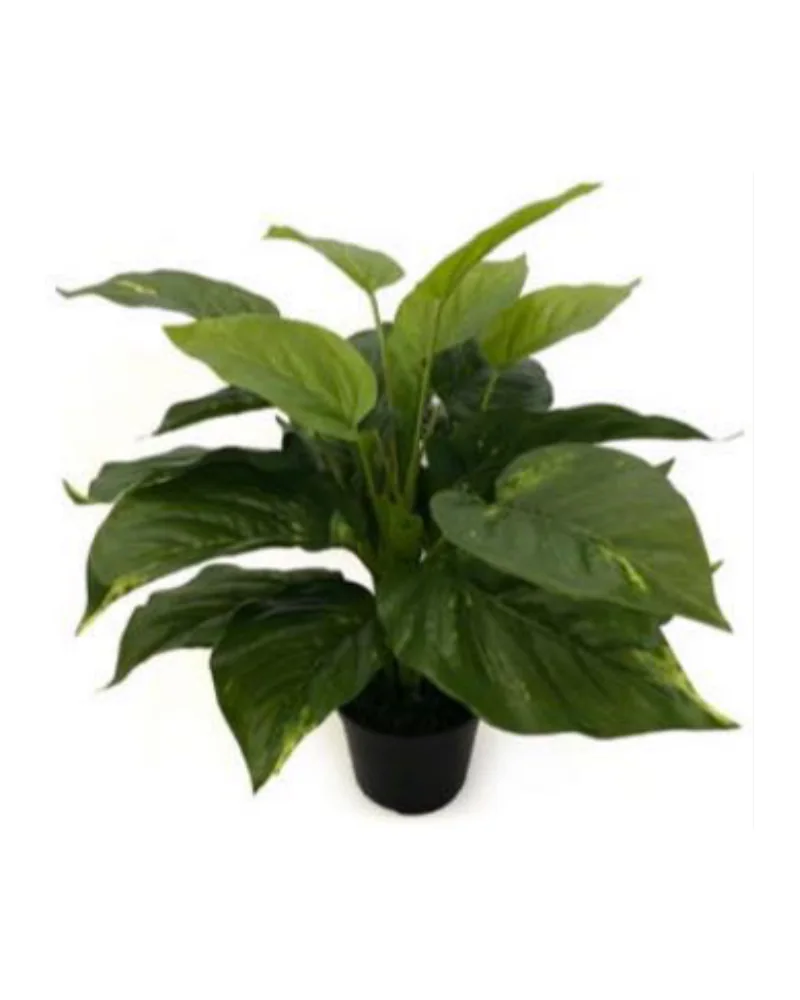 Pothos Bush plant, 13 inch / 33 cm, in a pot