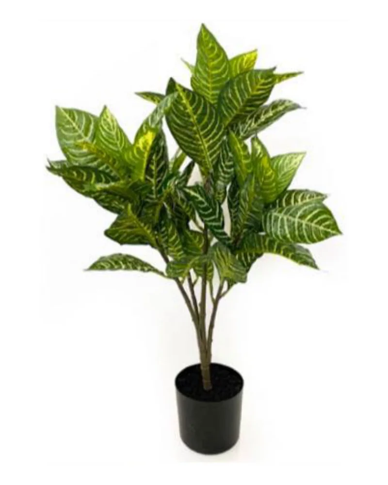 Croton Plant, Variegated plant, 26 inch / 66 cm, in a pot