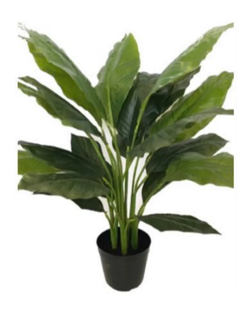 Spathiphyllum plant, 34 inch / 86 cm, in a pot