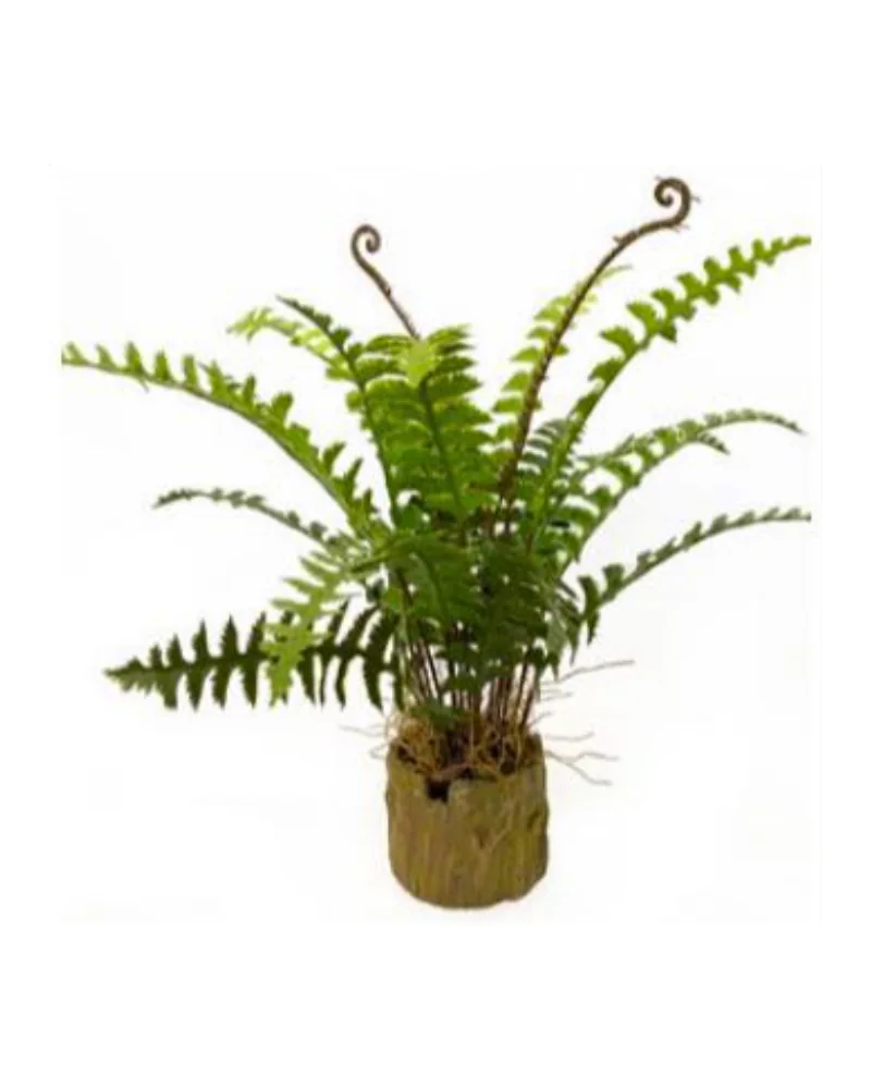 Sword Fern in Wood-Look Pot plant, 47 cm, in a pot