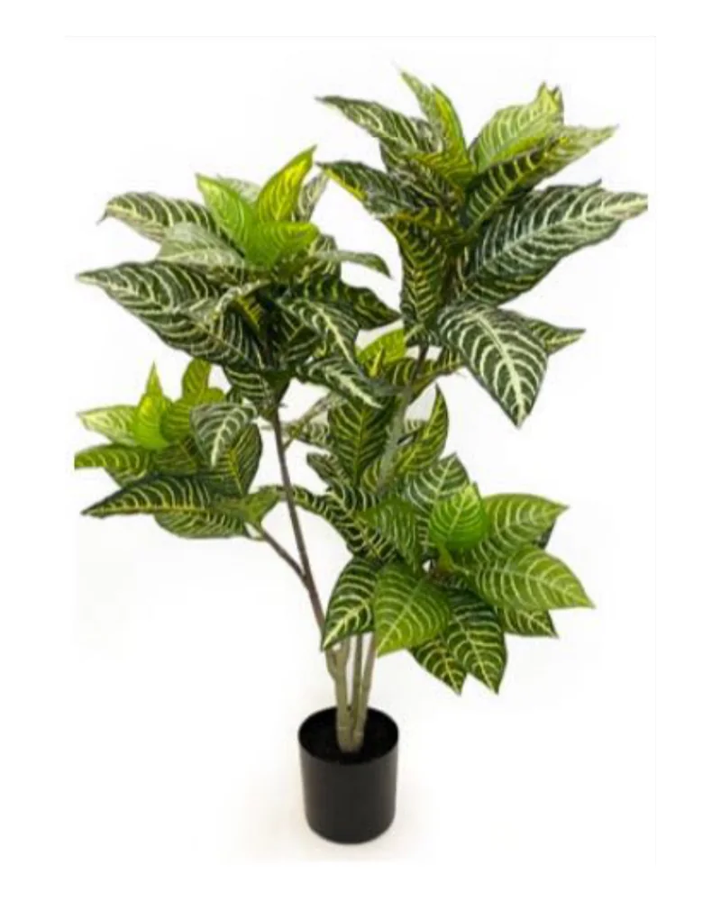 Croton Plant plant, 36 inch / 91 cm, in a pot