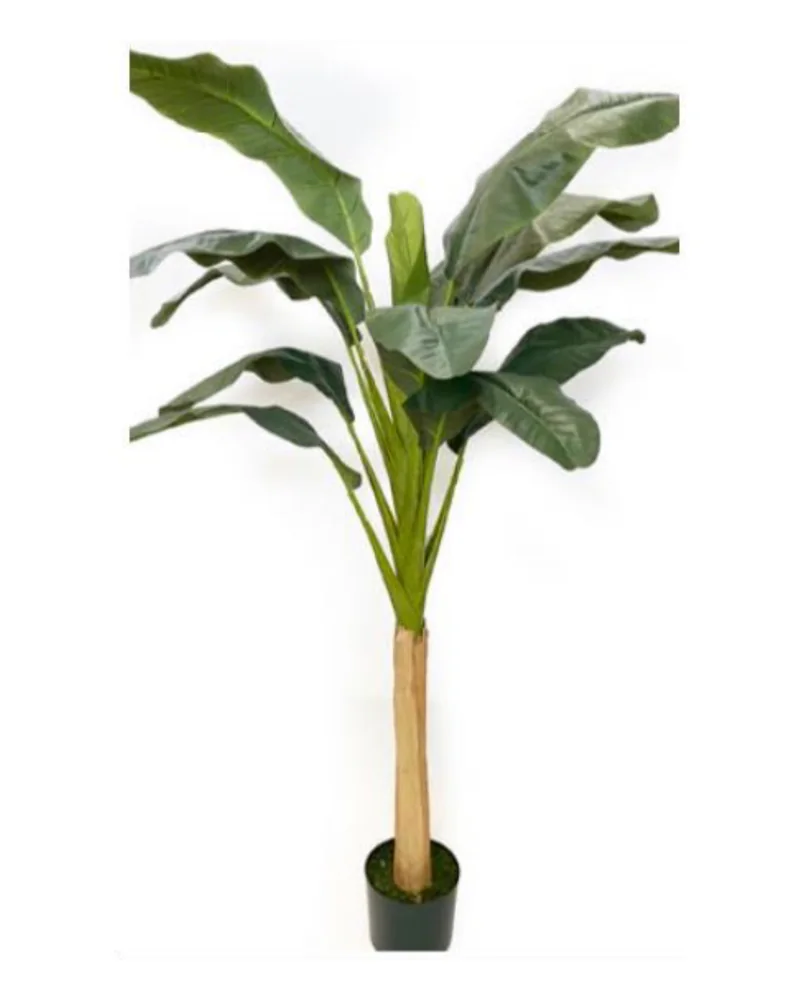 Banana Tree plant, 78 inch / 200 cm, in a pot