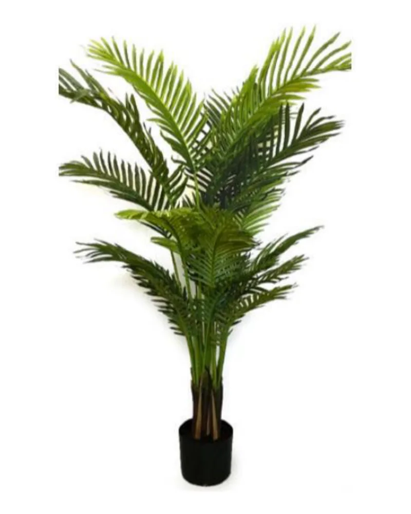 Areca Palm Tree plant, 54 inch / 137 cm, in a pot
