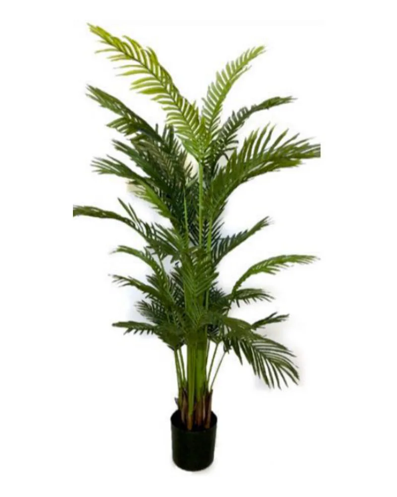 Areca Palm plant, 72 inch / 183 cm, in a pot
