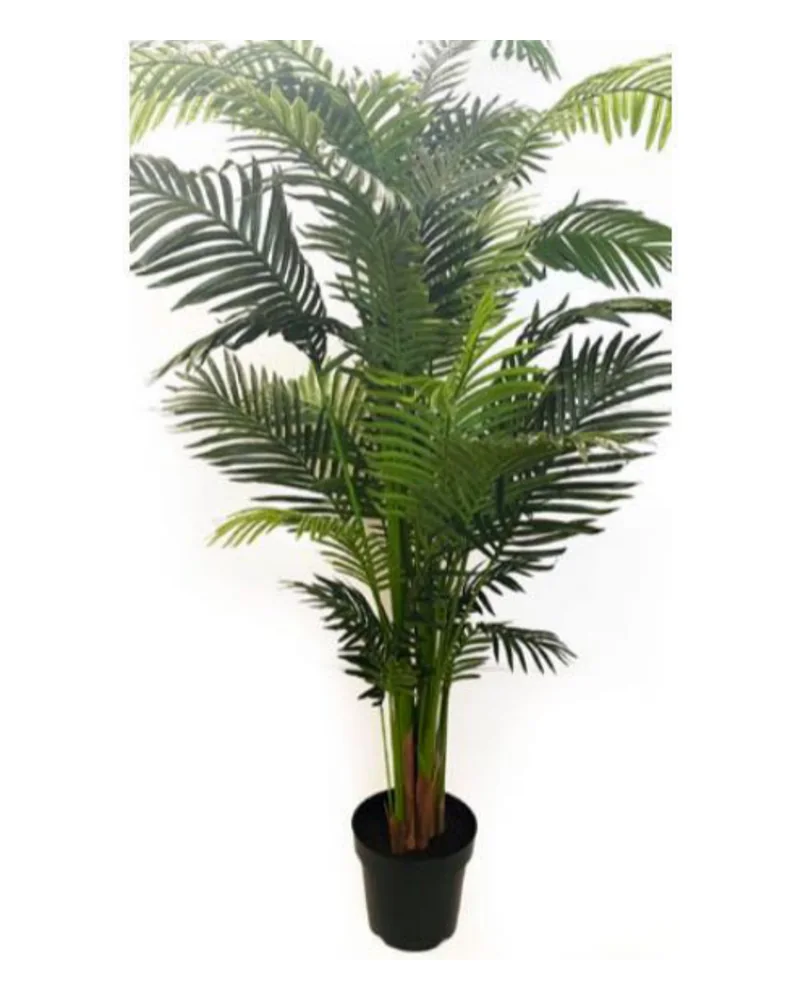 Areca Palm Tree plant, 84 inch / 213 cm, in a pot