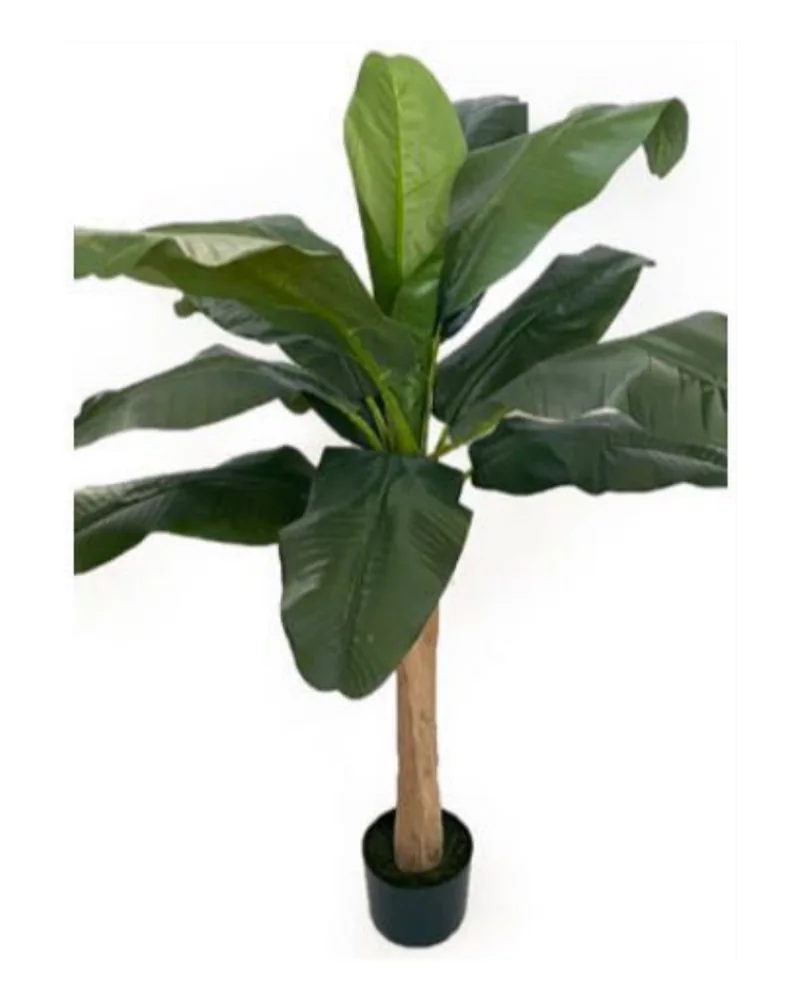 Banana Tree plant, 48 inch / 122 cm, in a pot