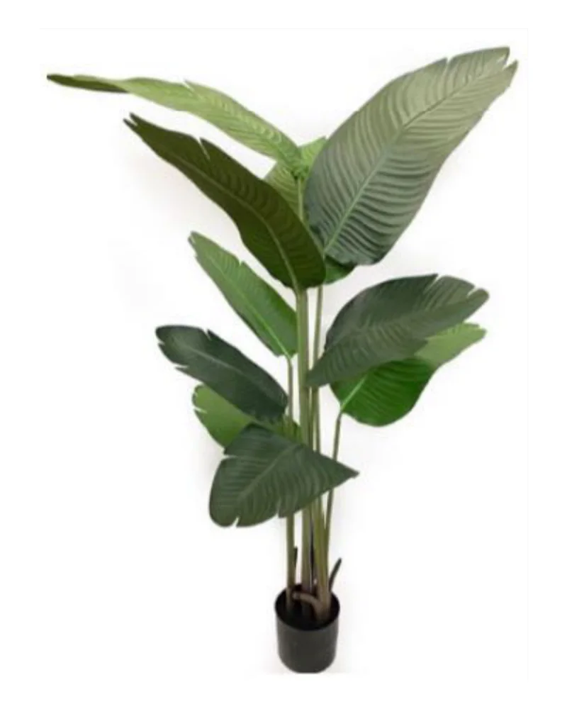 Banana Tree plant, 5 ft / 153 cm, in a pot
