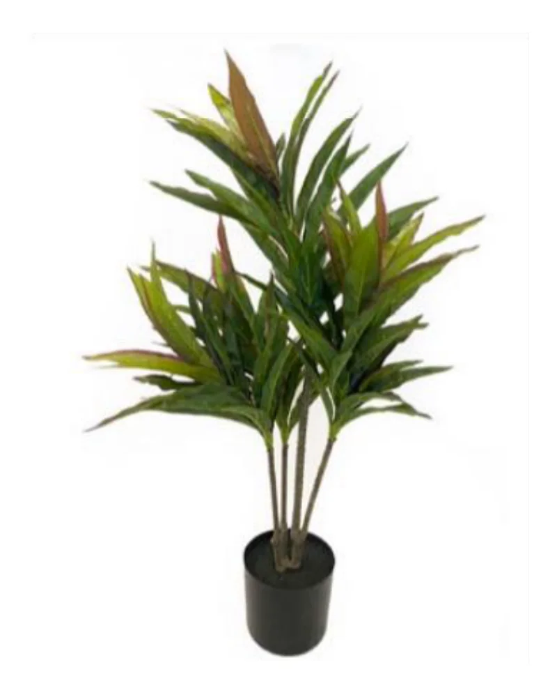 Cordyline, Red Edge plant, 28 inch / 71 cm, in a pot