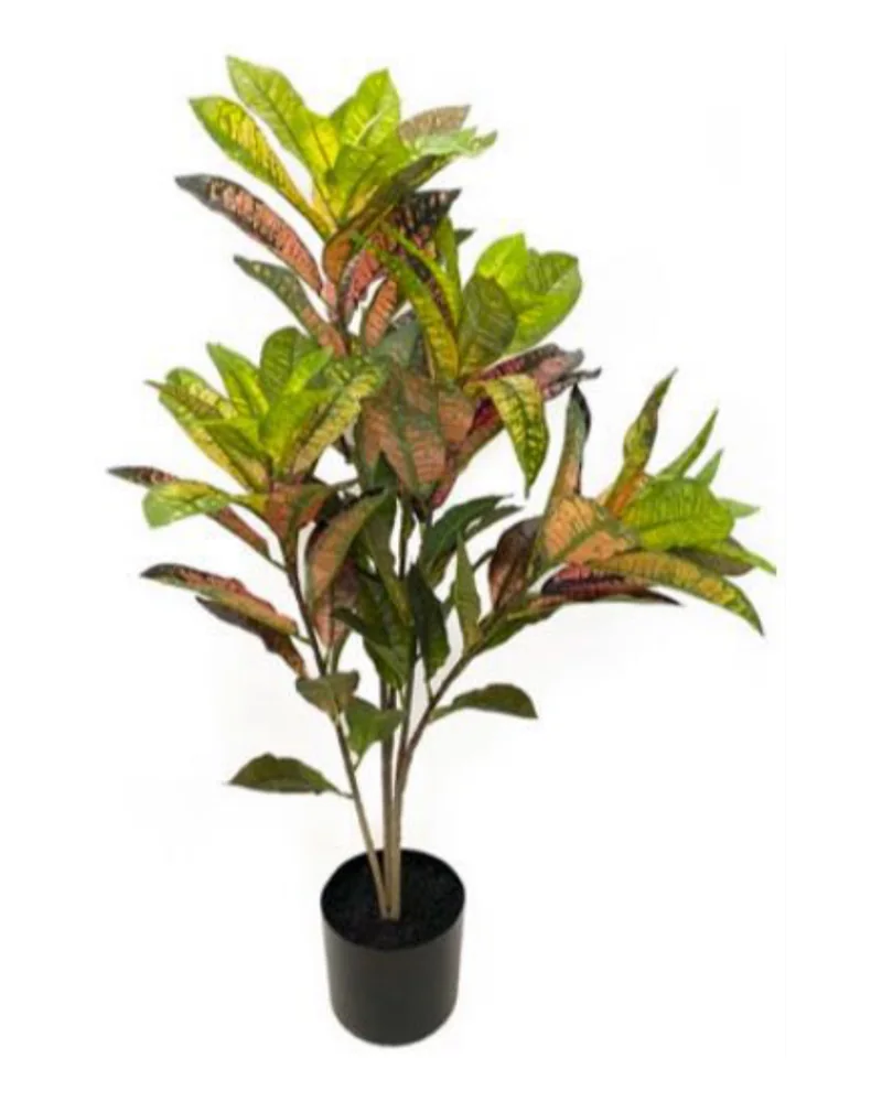 Croton Plant, Green & Yellow plant, 36 inch / 91 cm, in a pot