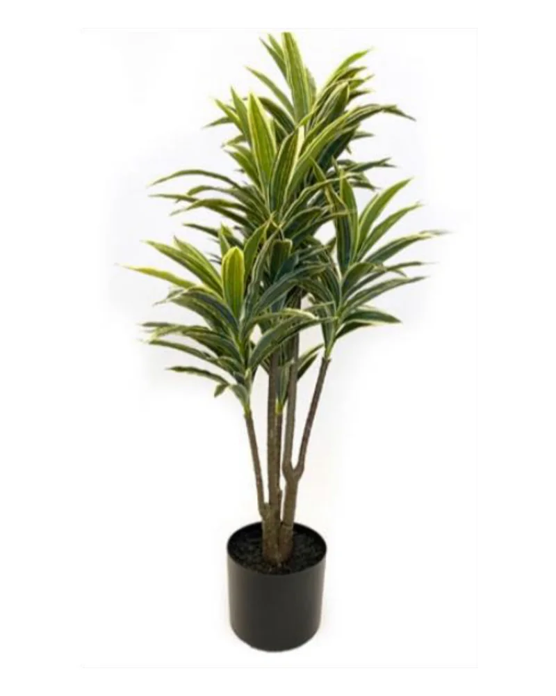 Dracaena plant, 34 inch / 87 cm, in a pot