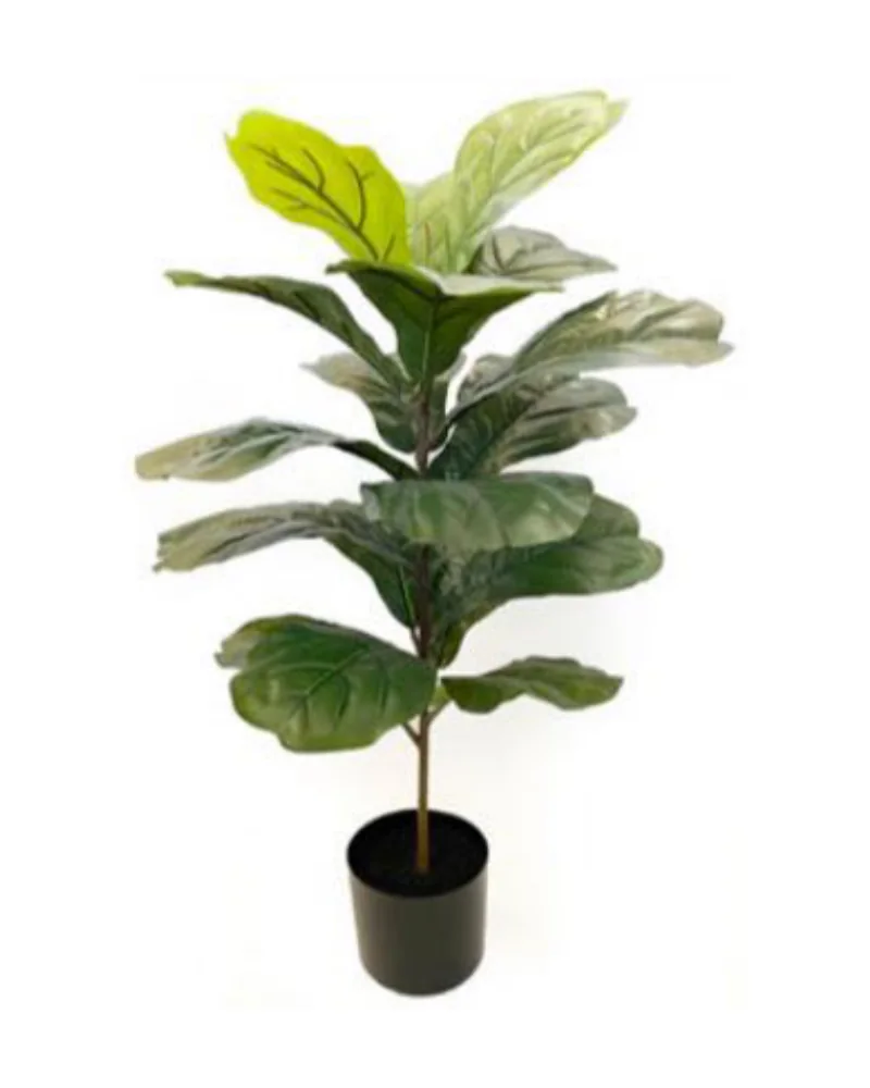 Fiddlewood Tree plant, 30 inch / 76 cm, in a pot