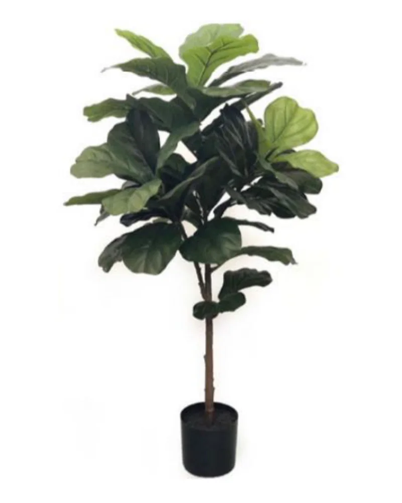 Fiddlewood Tree plant, 38 inch / 97 cm, in a pot