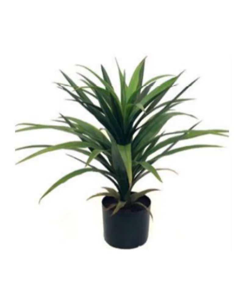Yucca Head plant, 22 inch / 56 cm, in a pot
