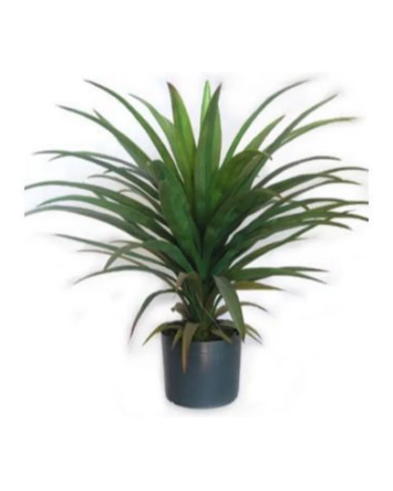 Yucca Head plant, 27 inch / 69 cm, in a pot
