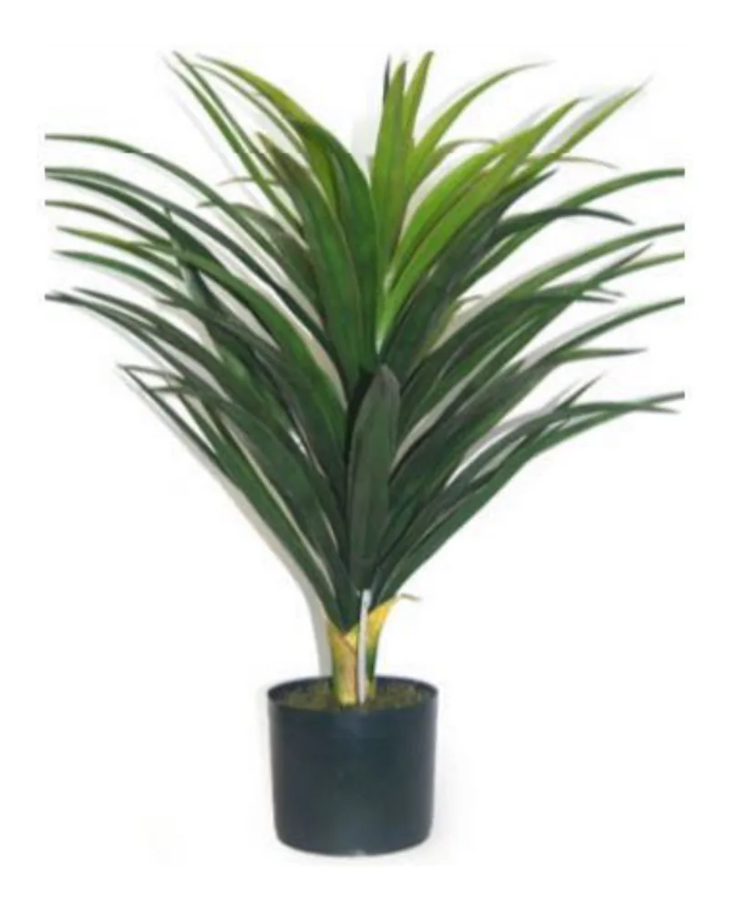 Yucca Head plant, 30 inch / 76 cm, in a pot