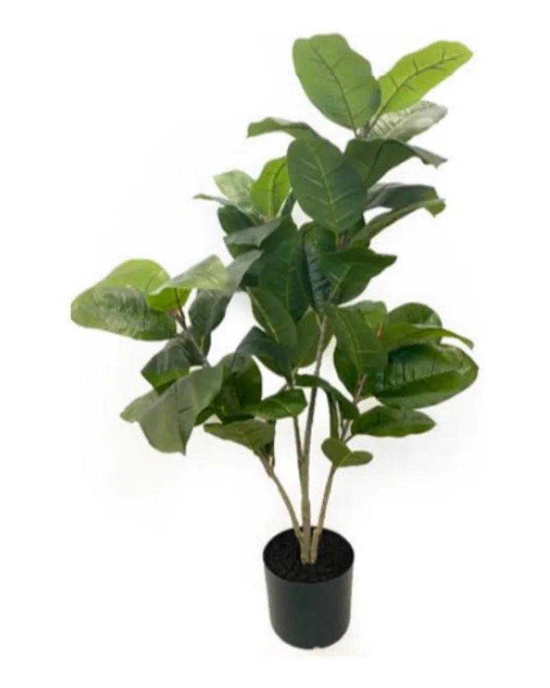 Rubber Tree plant, 36 inch / 92 cm, in a pot